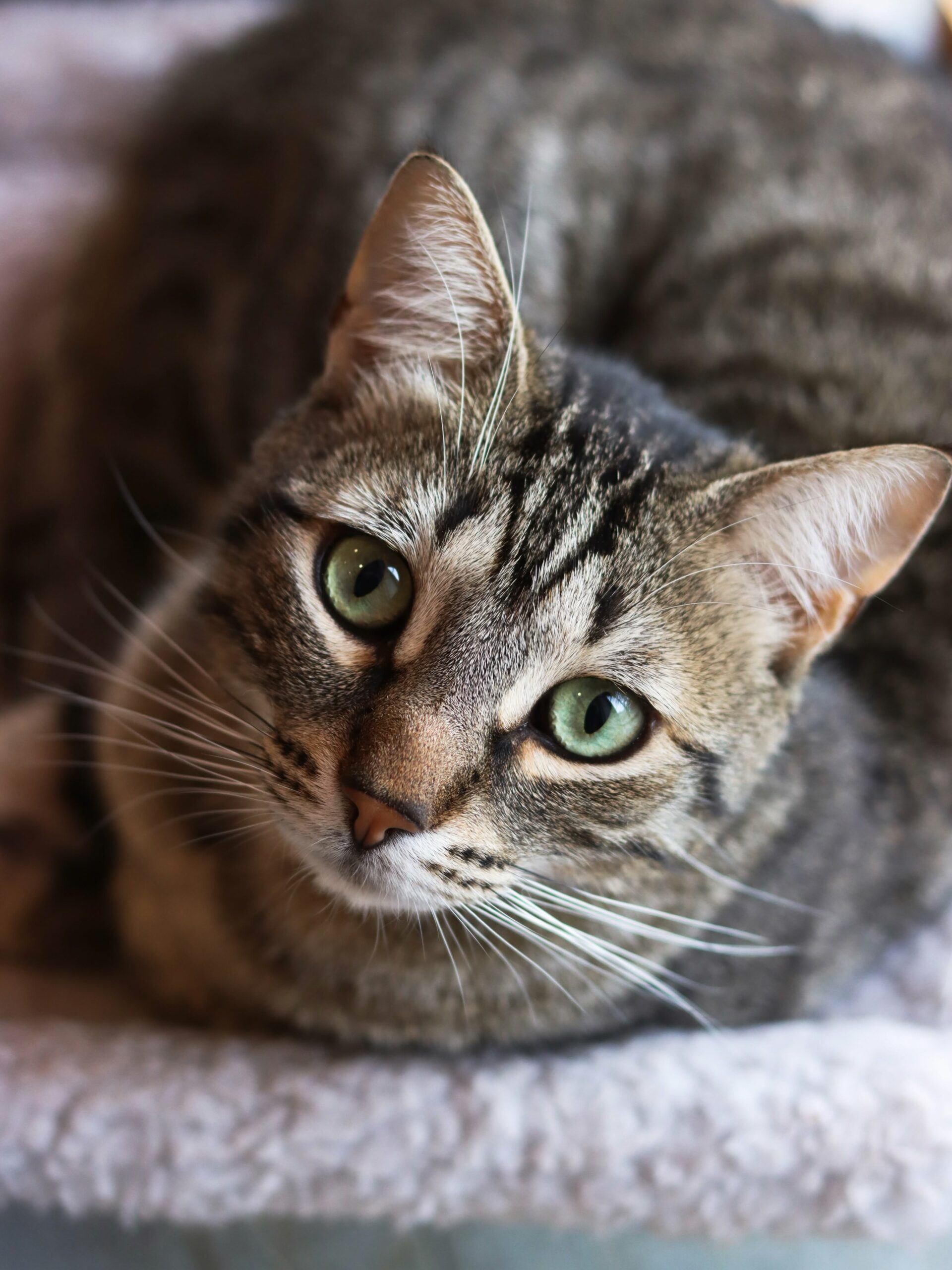 Chat près d'une fenêtre