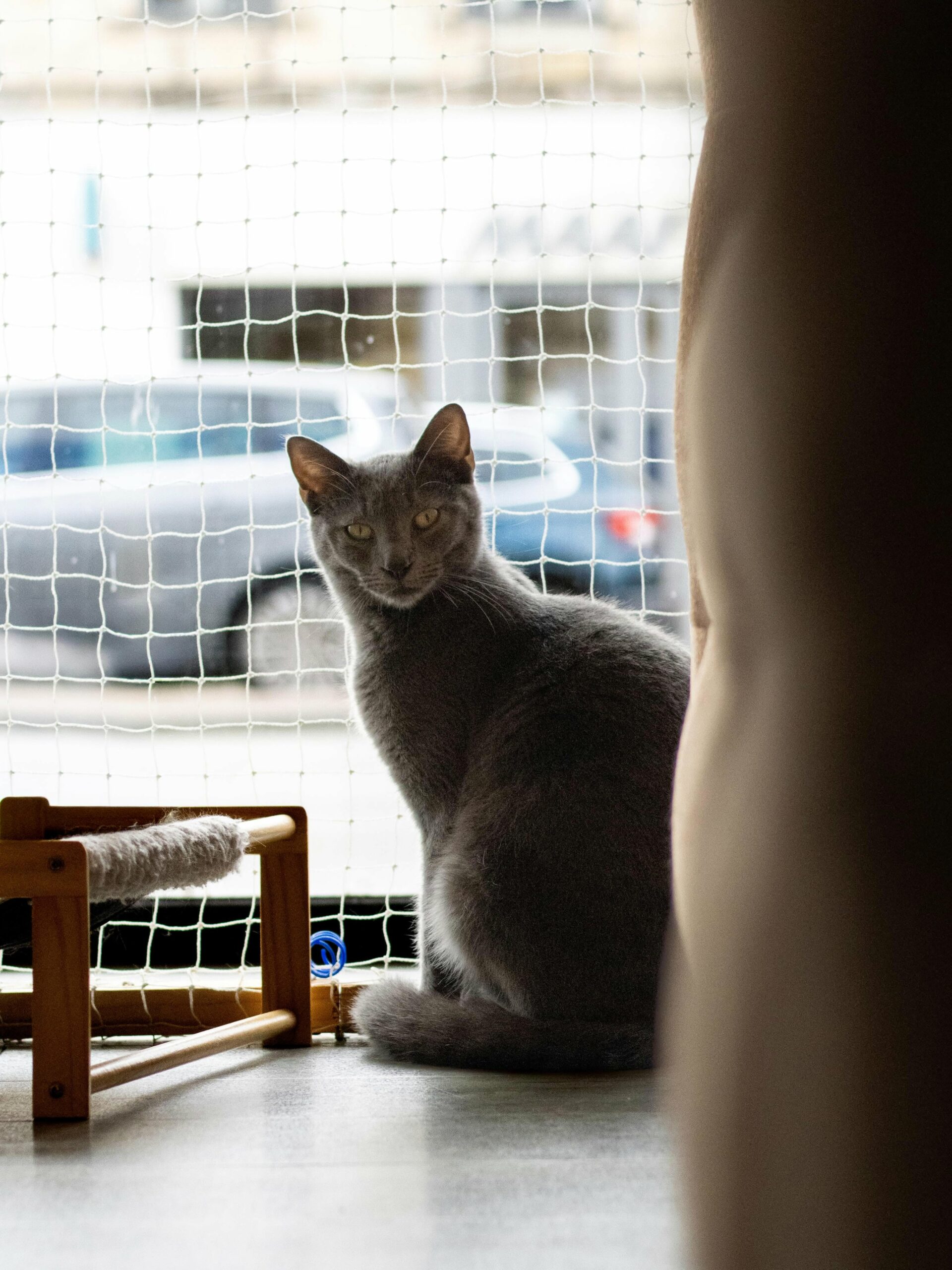 Chat allongé sur une table