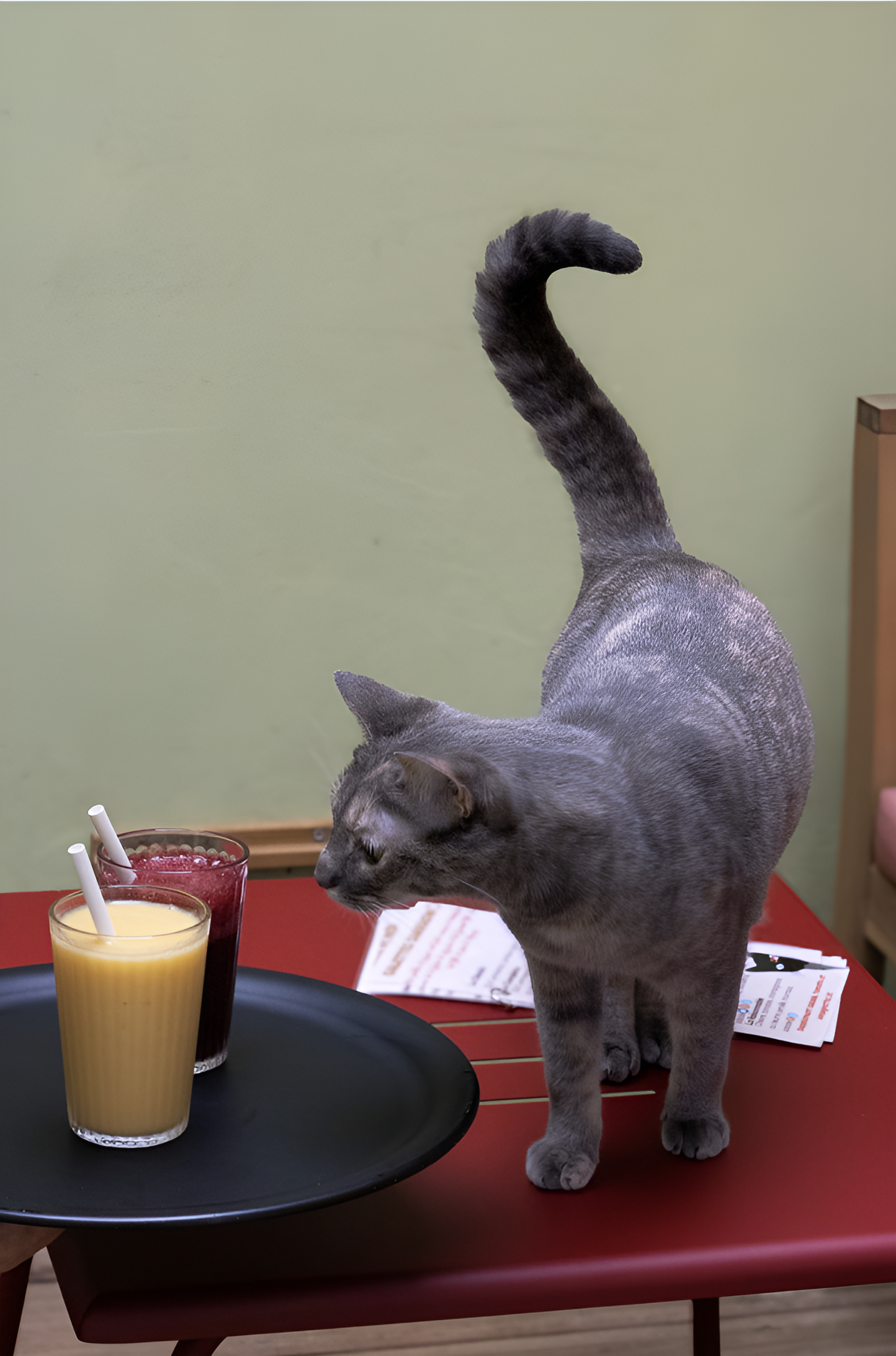 Bar à Chat Bordeaux