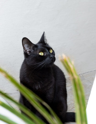 Chat Roule